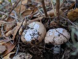 Image of Amanita calyptratoides Peck 1909