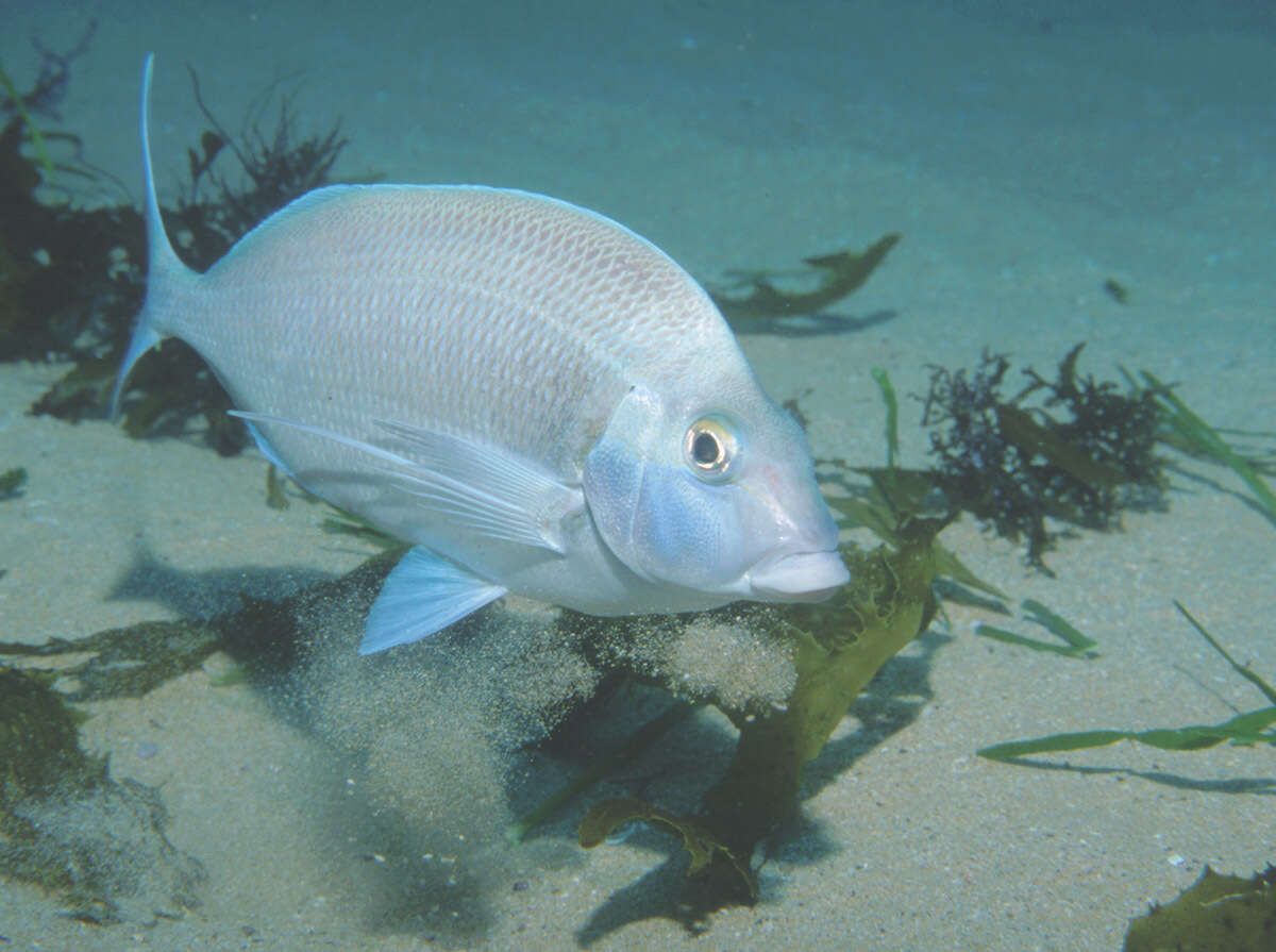 صورة Nemadactylus douglasii (Hector 1875)