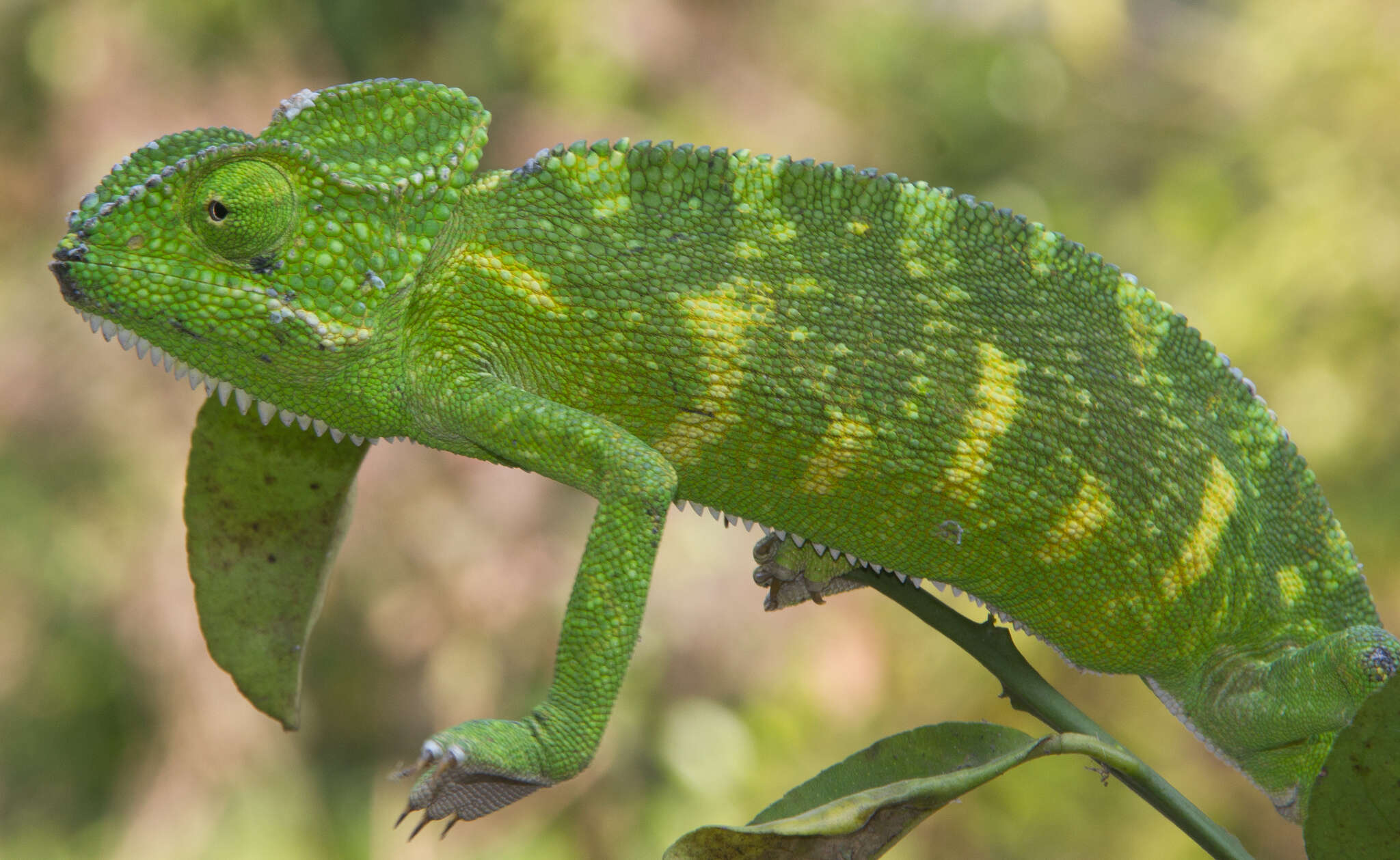 Image of Asian Chameleon