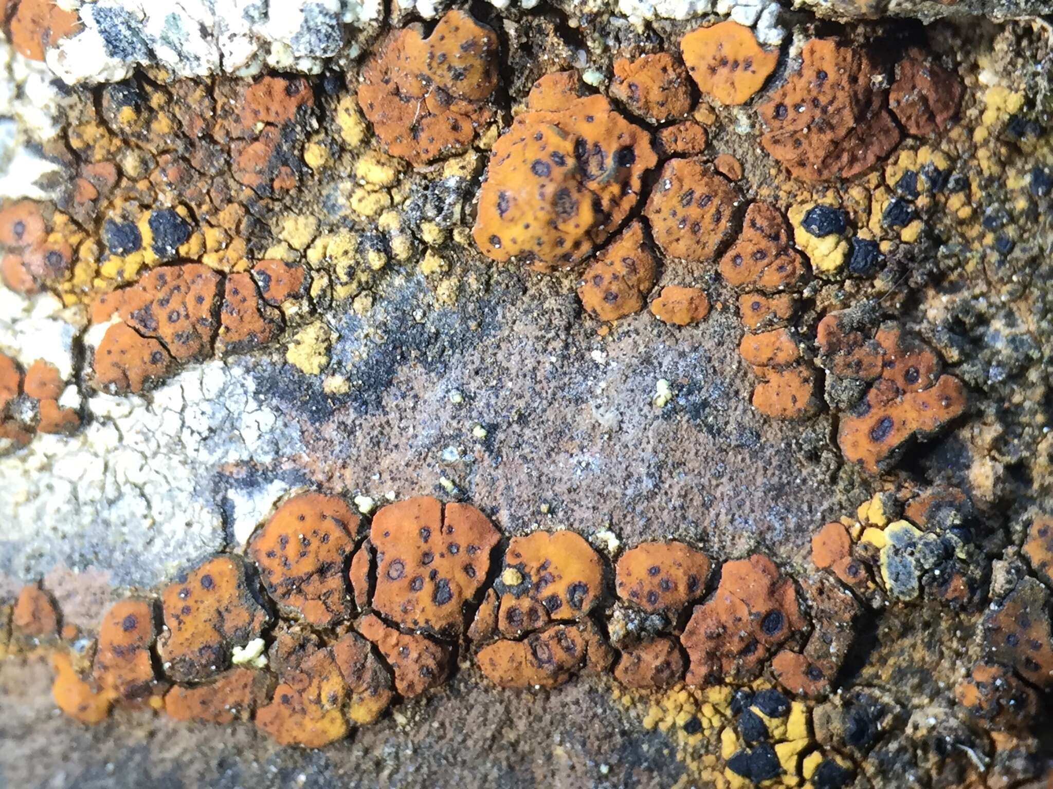 Image of cracked lichen