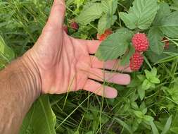 Слика од Rubus loganobaccus L. H. Bailey