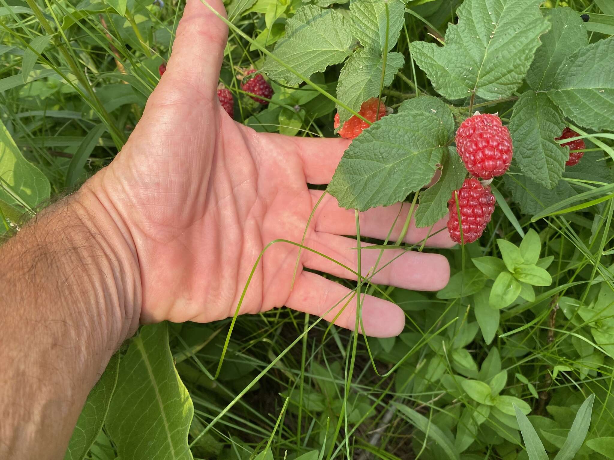 Sivun Rubus loganobaccus L. H. Bailey kuva