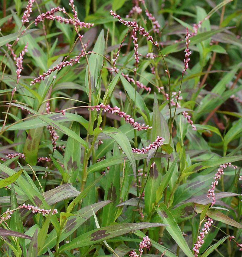 Image of Snake-root