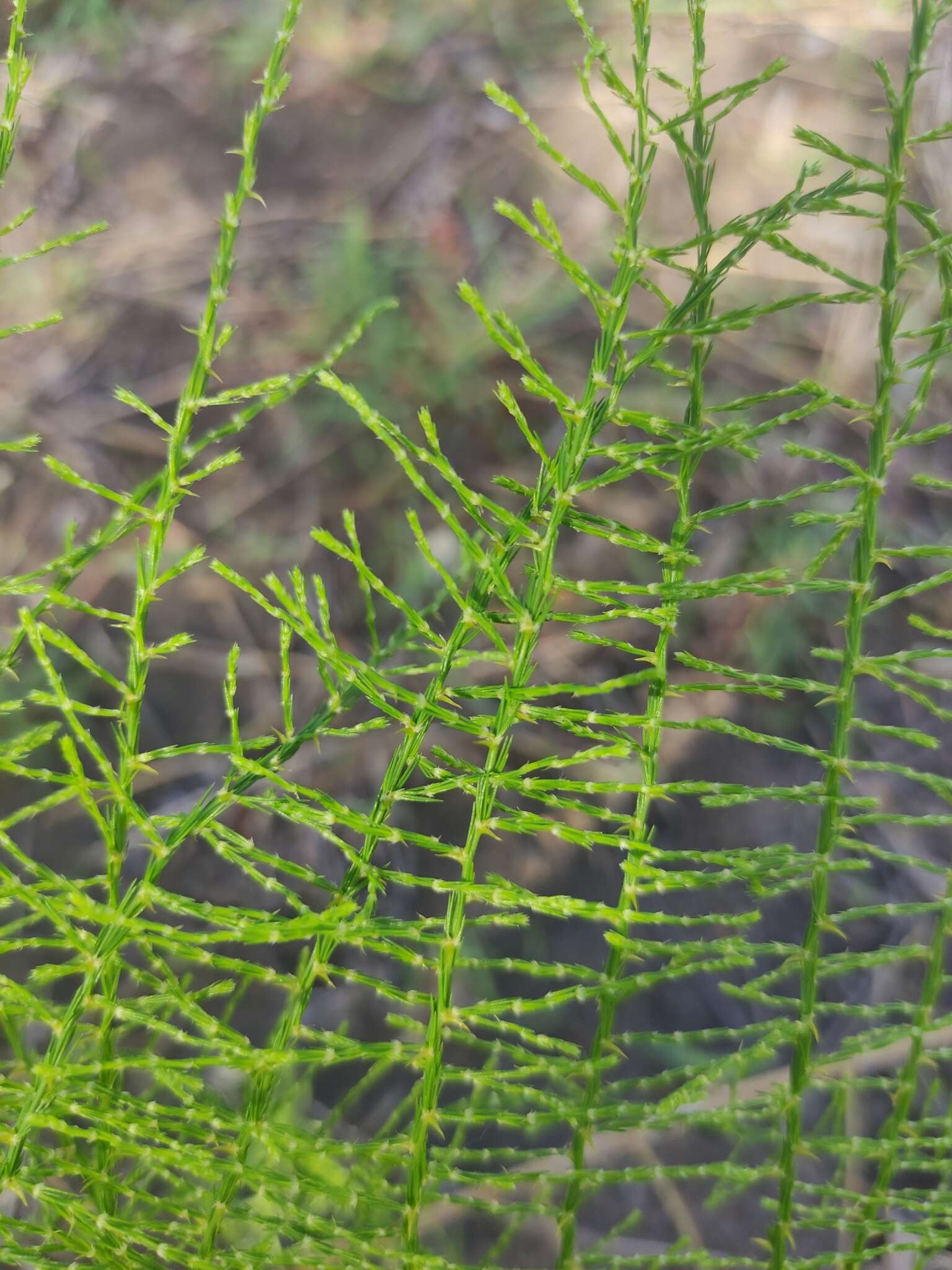 Image of Asparagus vaginellatus Bojer ex Baker