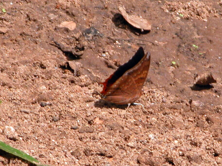 Imagem de Charaxes bernardus Fabricius 1793