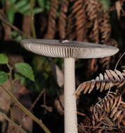 Image of Amanita cheelii P. M. Kirk 2013