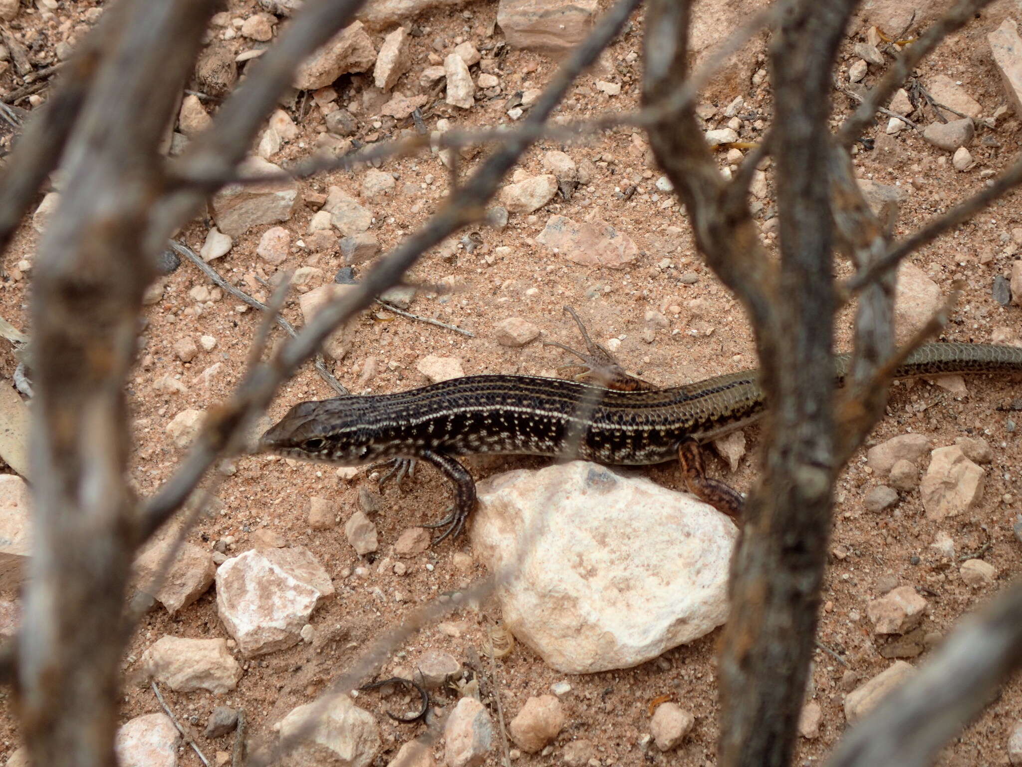 صورة Ctenotus orientalis Storr 1971