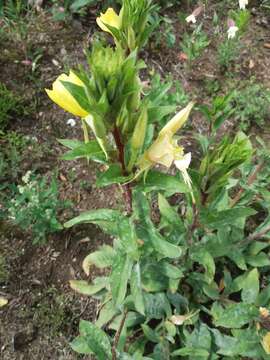 Oenothera rubricaulis Klebahn resmi