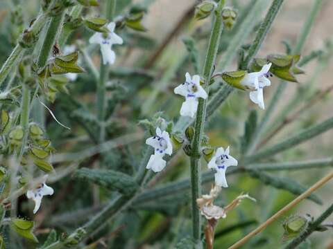 Imagem de Salvia spinosa subsp. spinosa