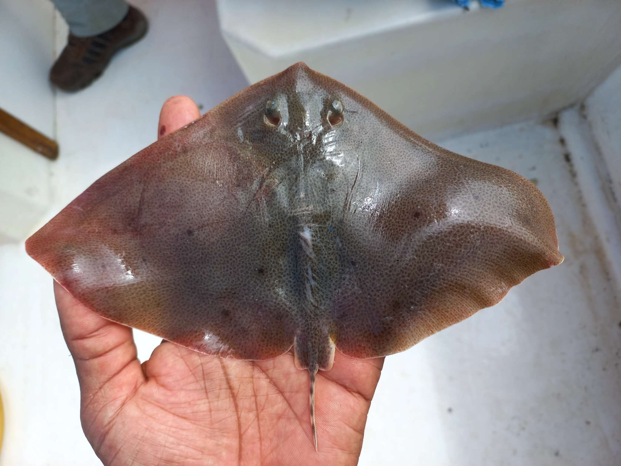 Image of Butterfly ray