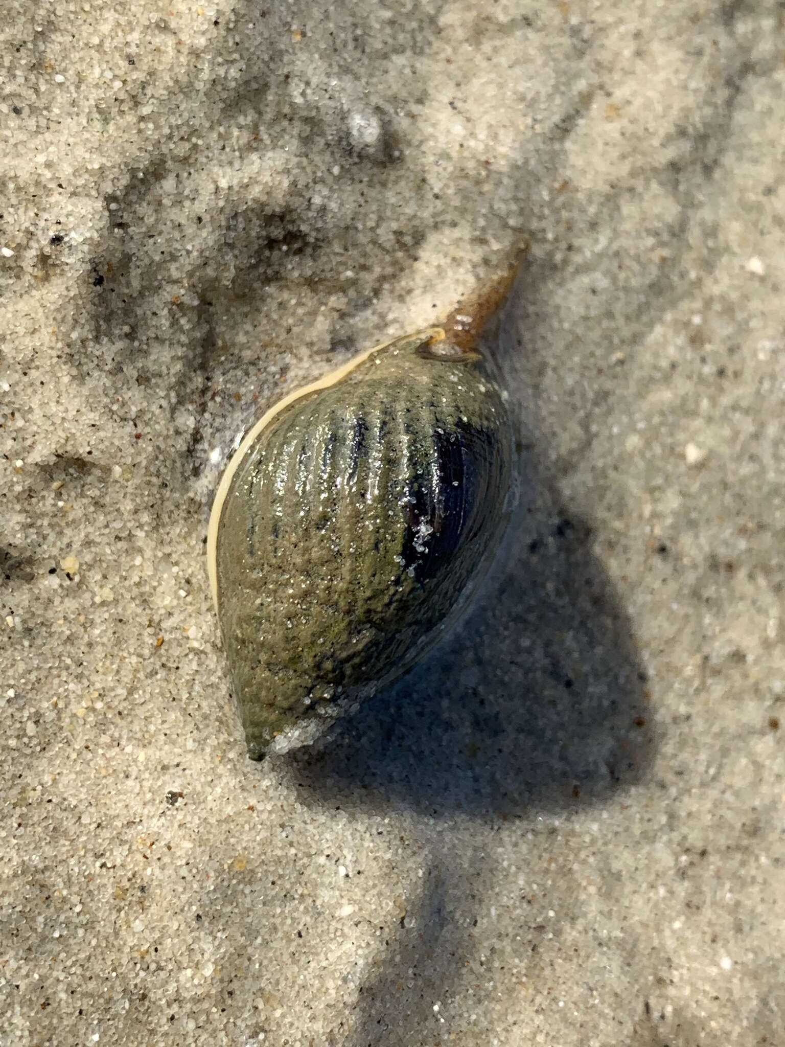 Image of Nassarius pullus (Linnaeus 1758)