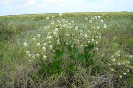 صورة Lepidium cartilagineum (J. Mayer) Thell.