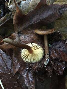 Image of Callistosporium luteo-olivaceum (Berk. & M. A. Curtis) Singer 1946