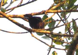 Image of Flame-crested Tanager