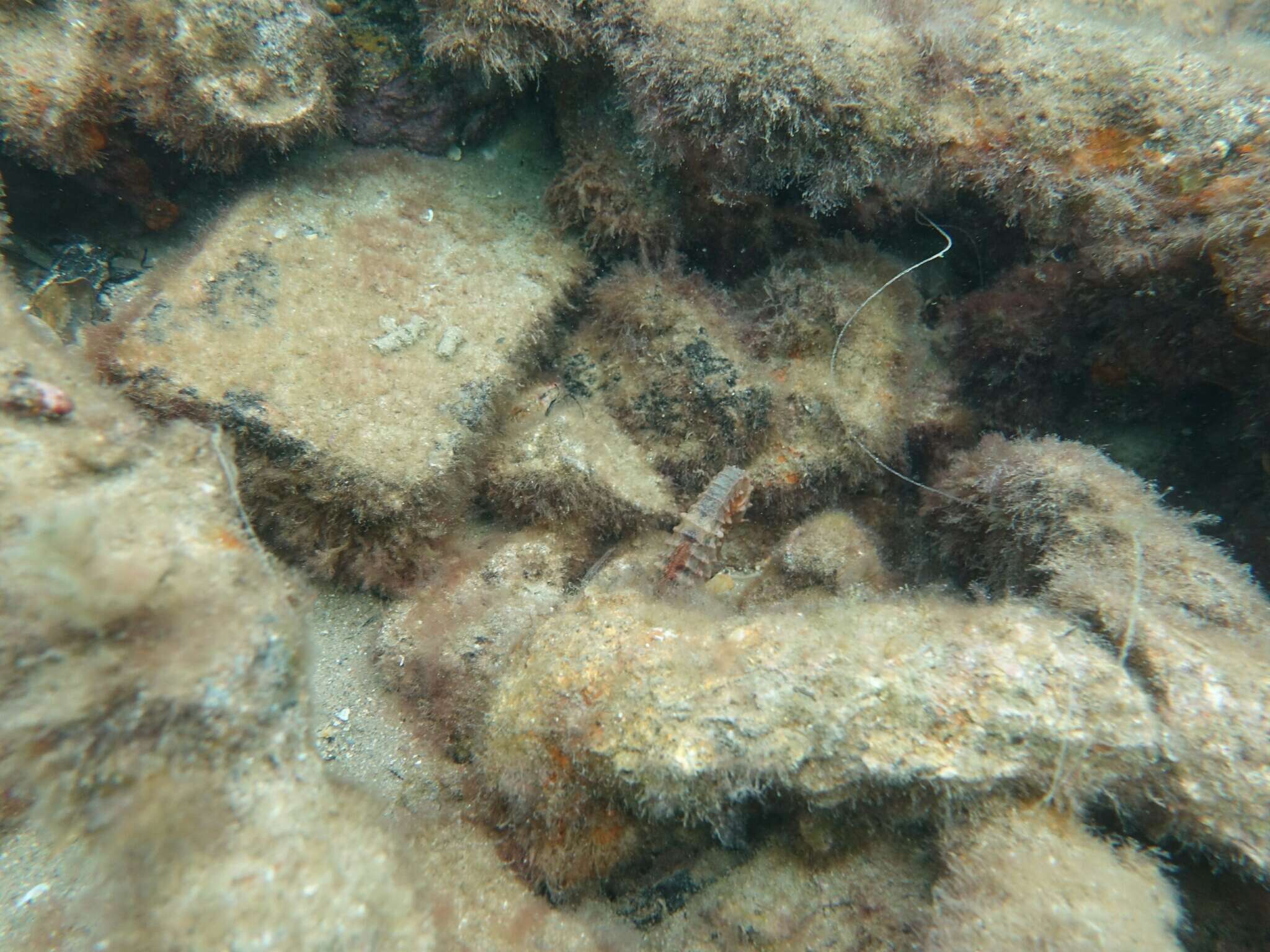 Image of Big-belly Seahorse