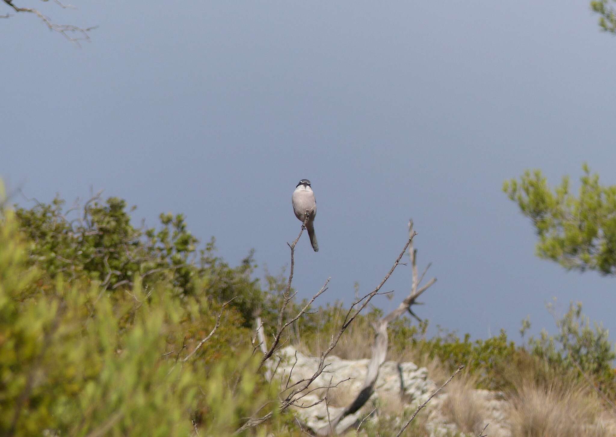 Image of Iberian Grey Shrike