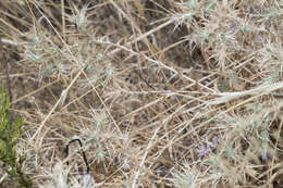 Image of Red Toothed Star-thistle