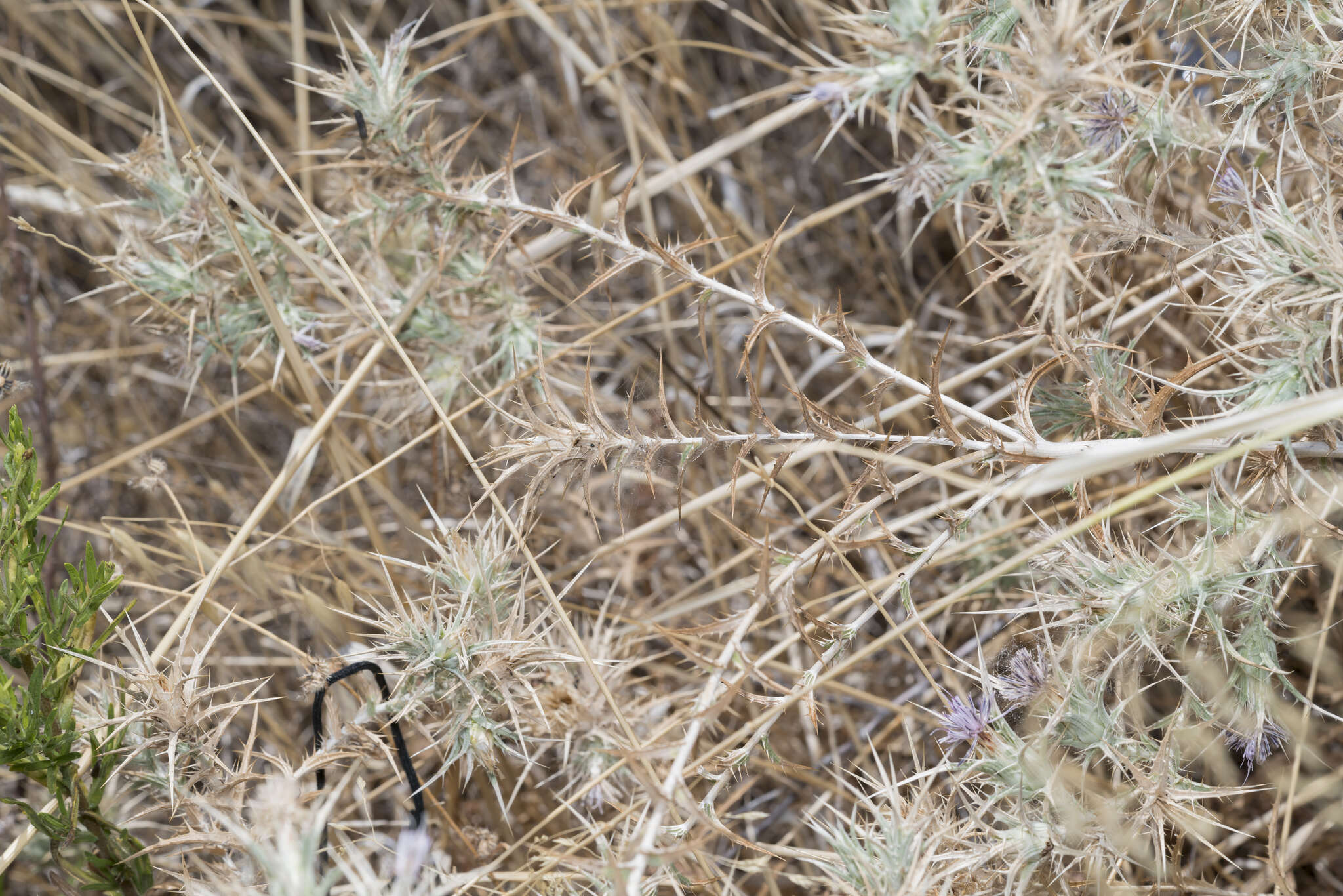 Image of Red Toothed Star-thistle