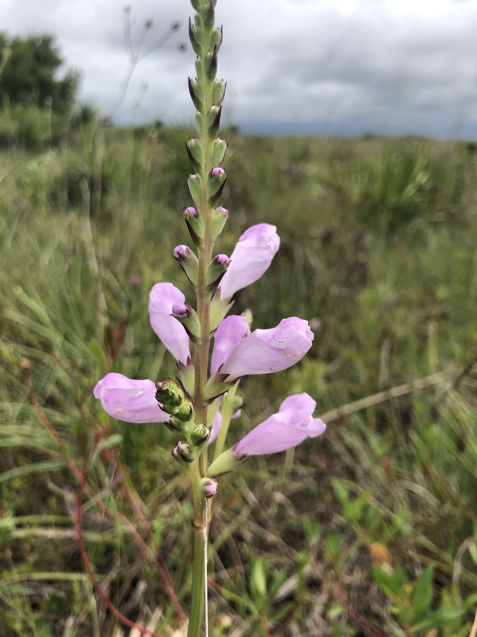 Image of Eastern False Dragonhead