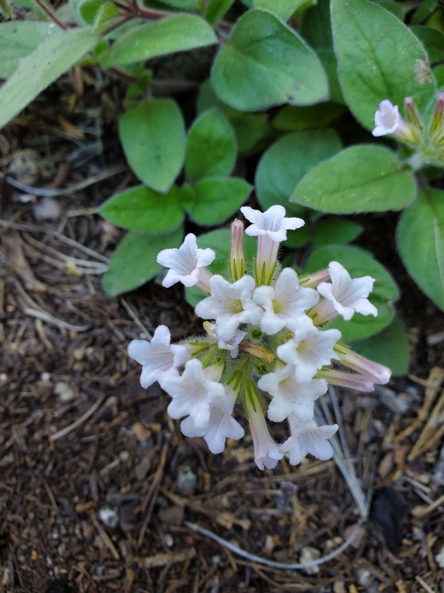 Plancia ëd Draperia systyla (A. Gray) Torr.