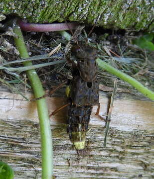 Image of Gold-and-brown Rove Beetle