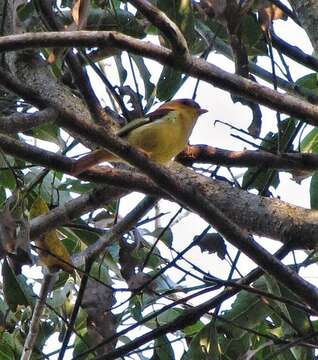 Image of Black-capped Piprites