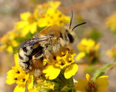 Image of Tetraloniella pomonae (Cockerell 1915)