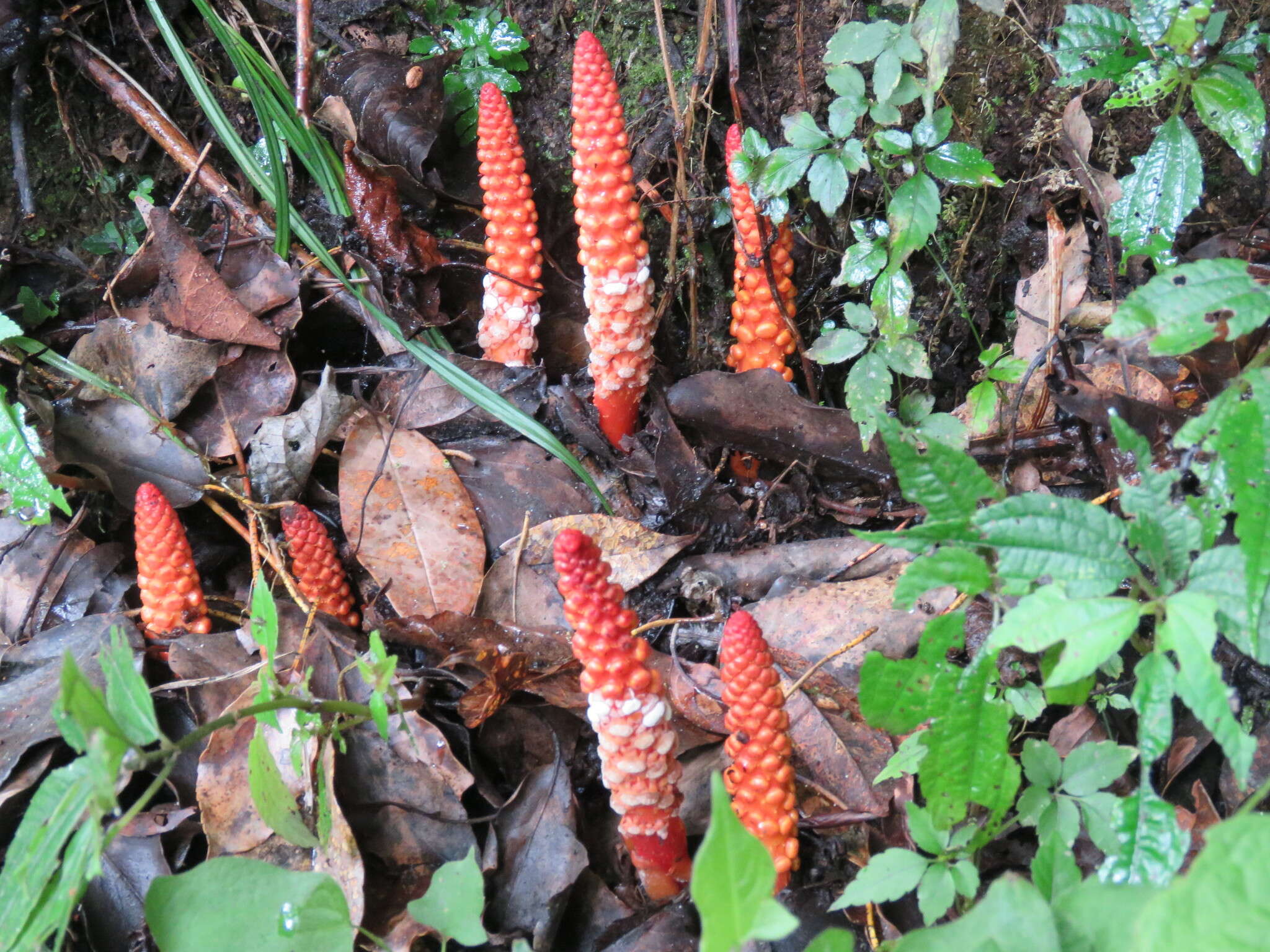 Image of Balanophora laxiflora Hemsl.