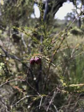 Image of sweet boronia