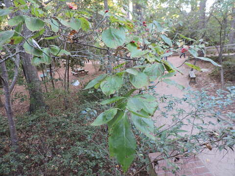 Image of flowering dogwood