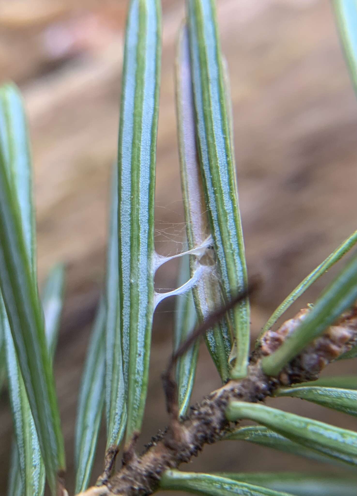 Image of Epinotia balsameae Freeman 1965