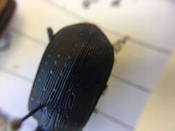 Calosoma (Castrida) sayi Dejean 1826的圖片