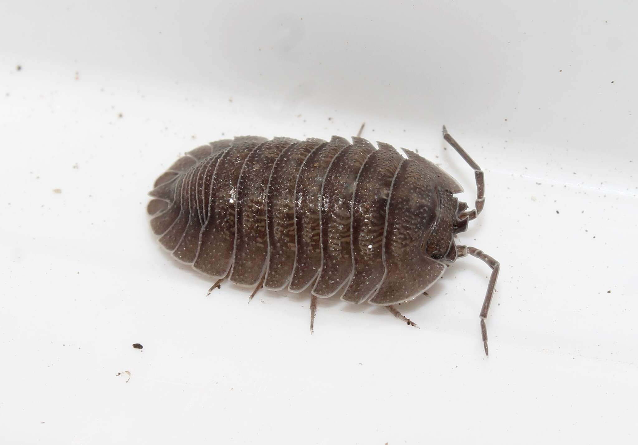 Image of Armadillidium peraccae Tua 1900