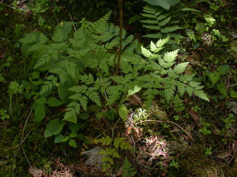 Image of eastern hemlockparsley