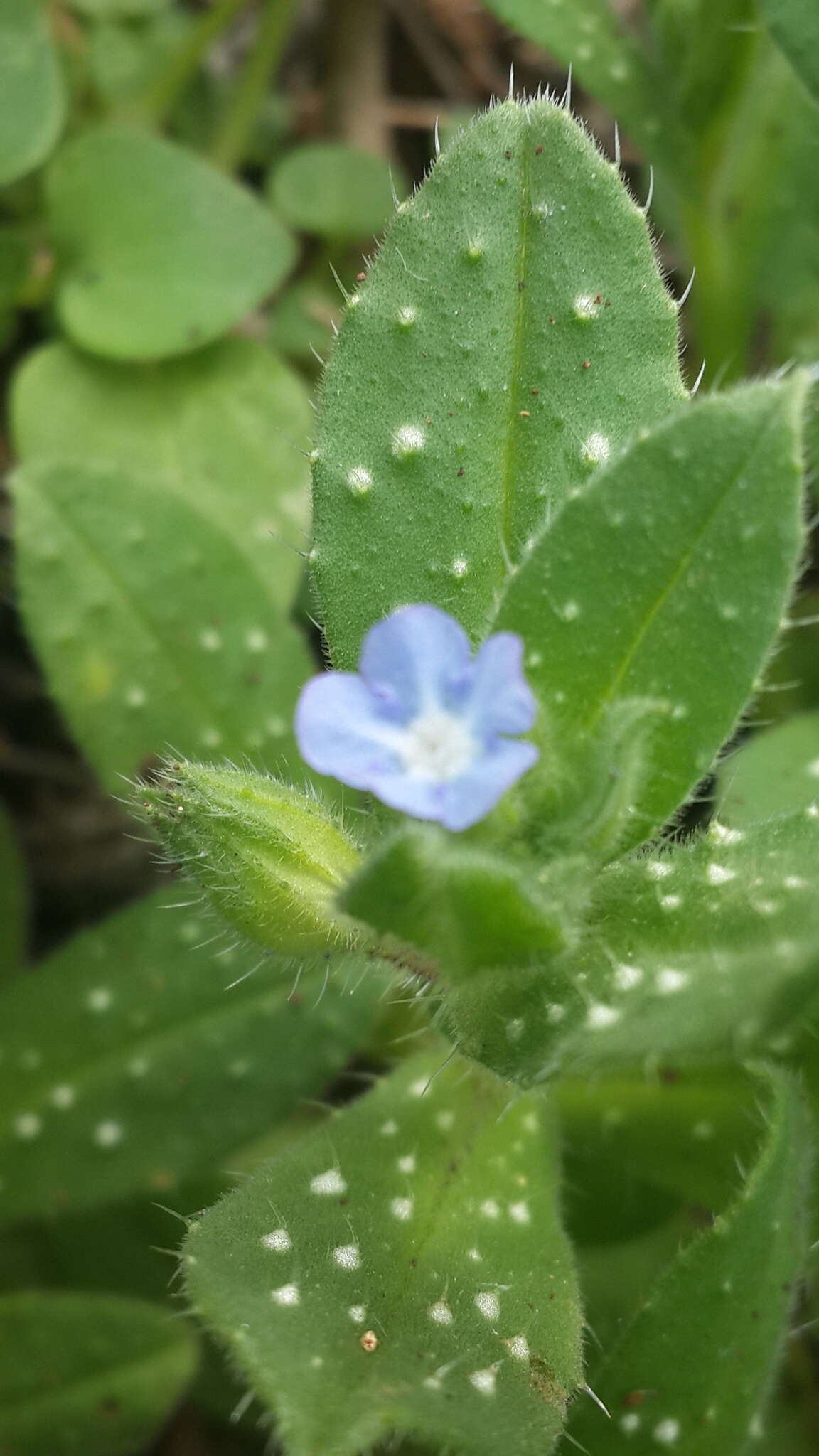 Image of Melanortocarya obtusifolia (Willd.) Selvi, Bigazzi, Hilger & Papini