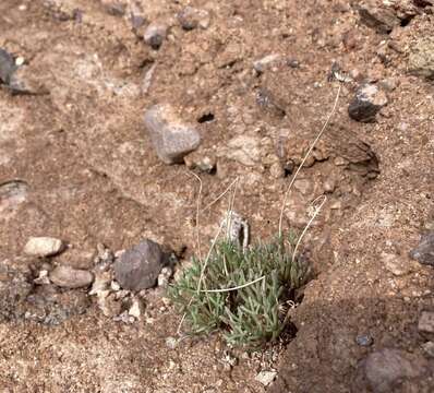 Plancia ëd Hofmeisteria crassifolia S. Wats.