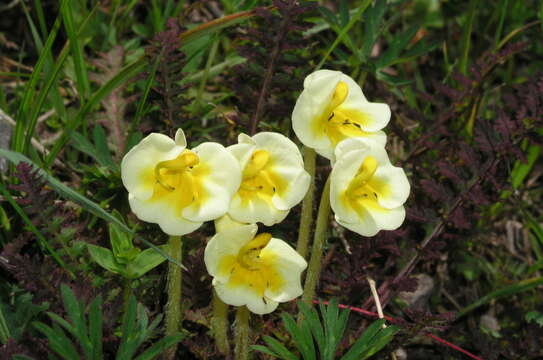 Image de Pedicularis cranolopha Maxim.