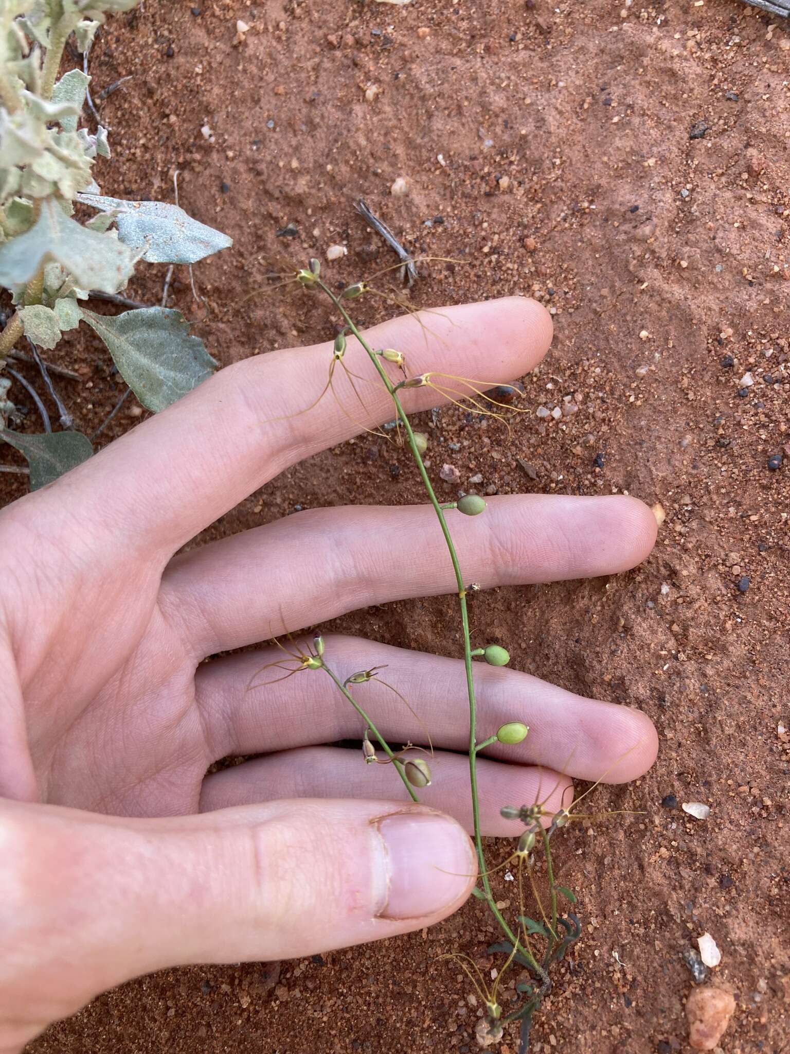 Слика од Stenopetalum filifolium Benth.