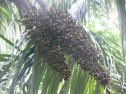Image of Black palm