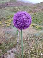 Image of Allium giganteum Regel