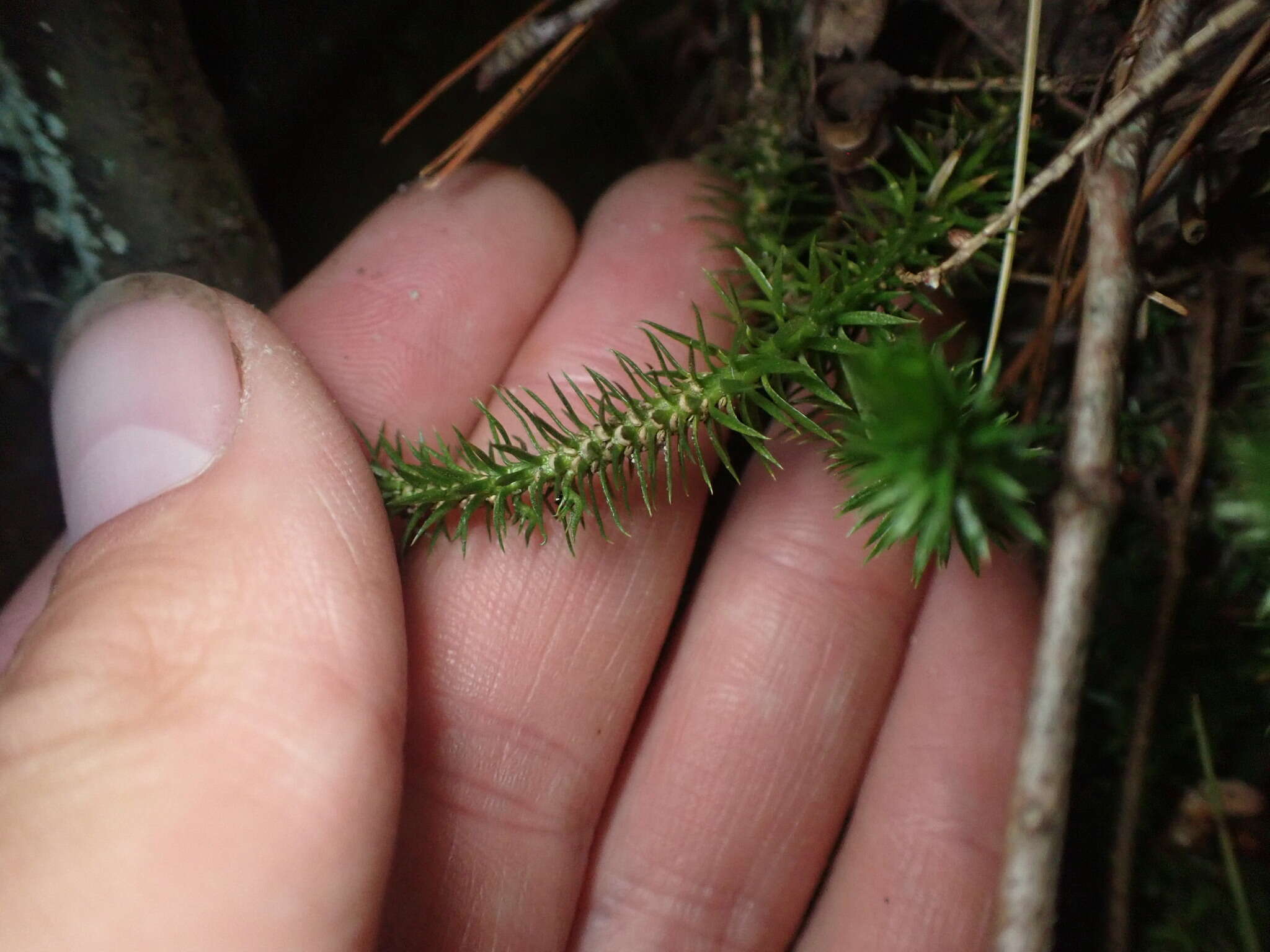 Imagem de Huperzia porophila (F. W. Lloyd & L. Underw.) Holub