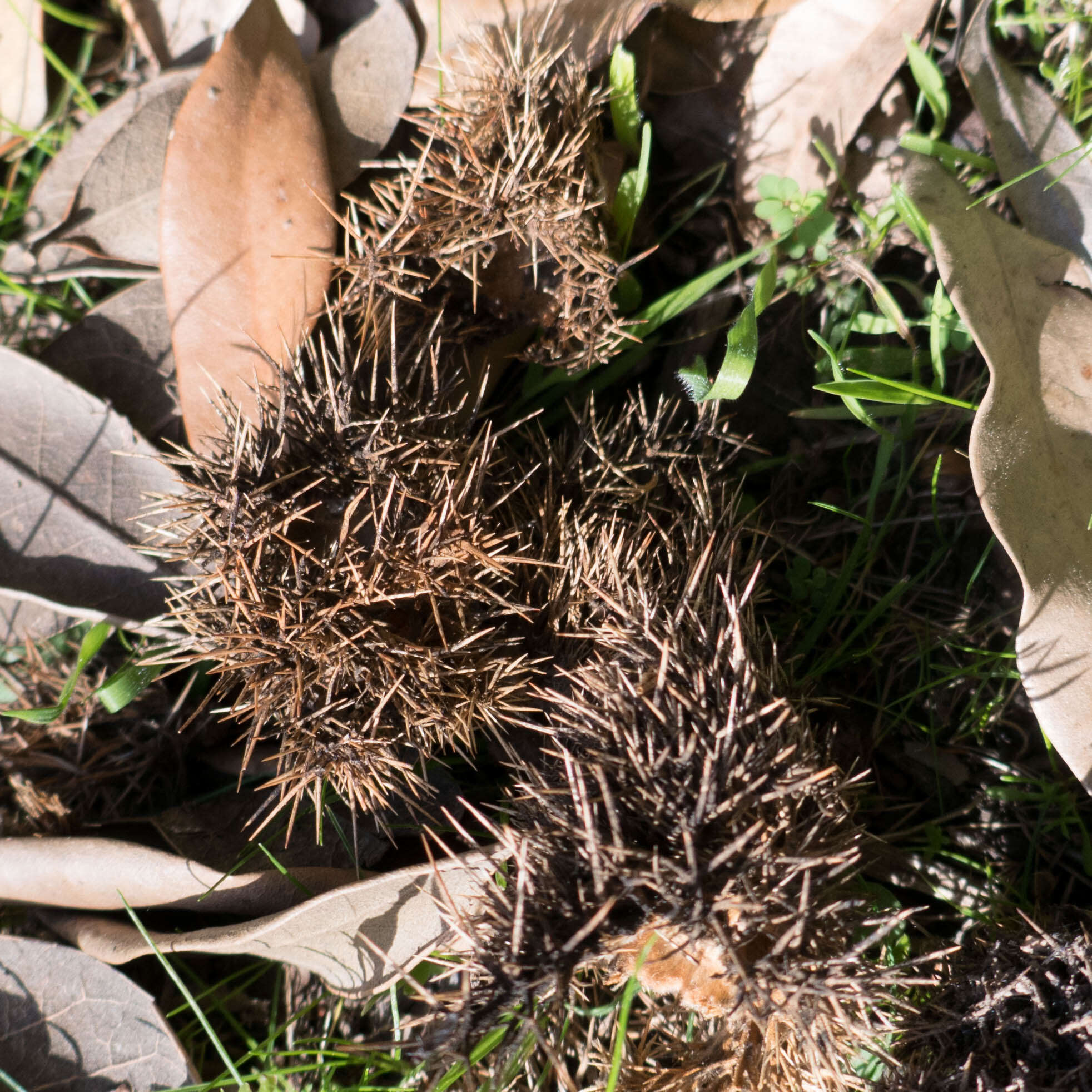 Image of giant chinquapin