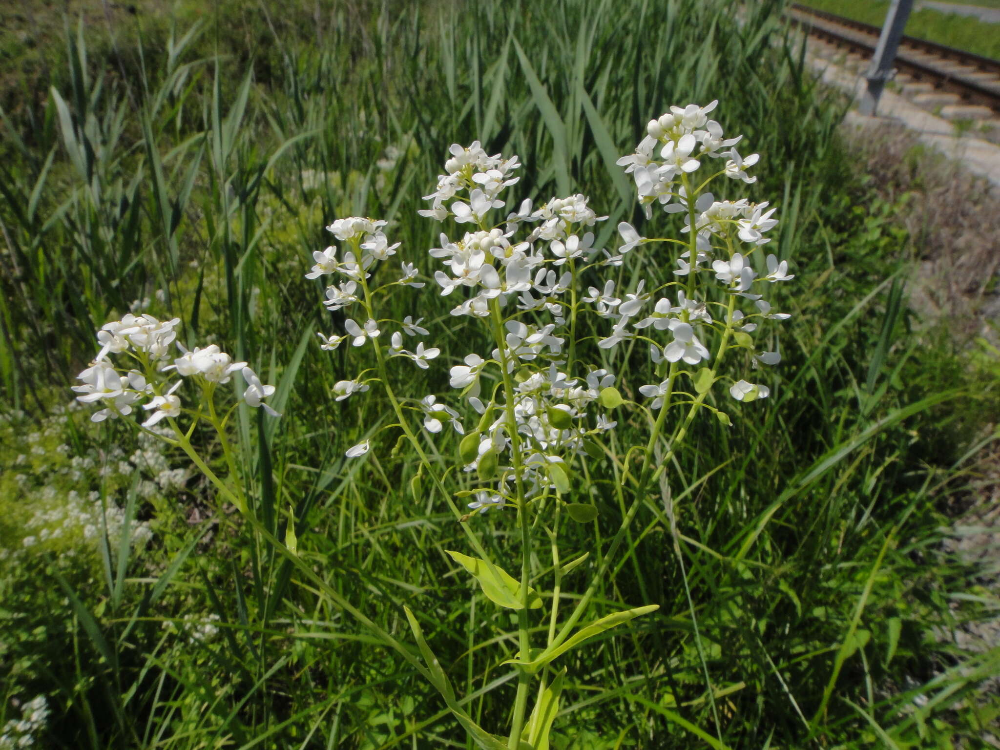 Plancia ëd Peltaria alliacea Jacq.