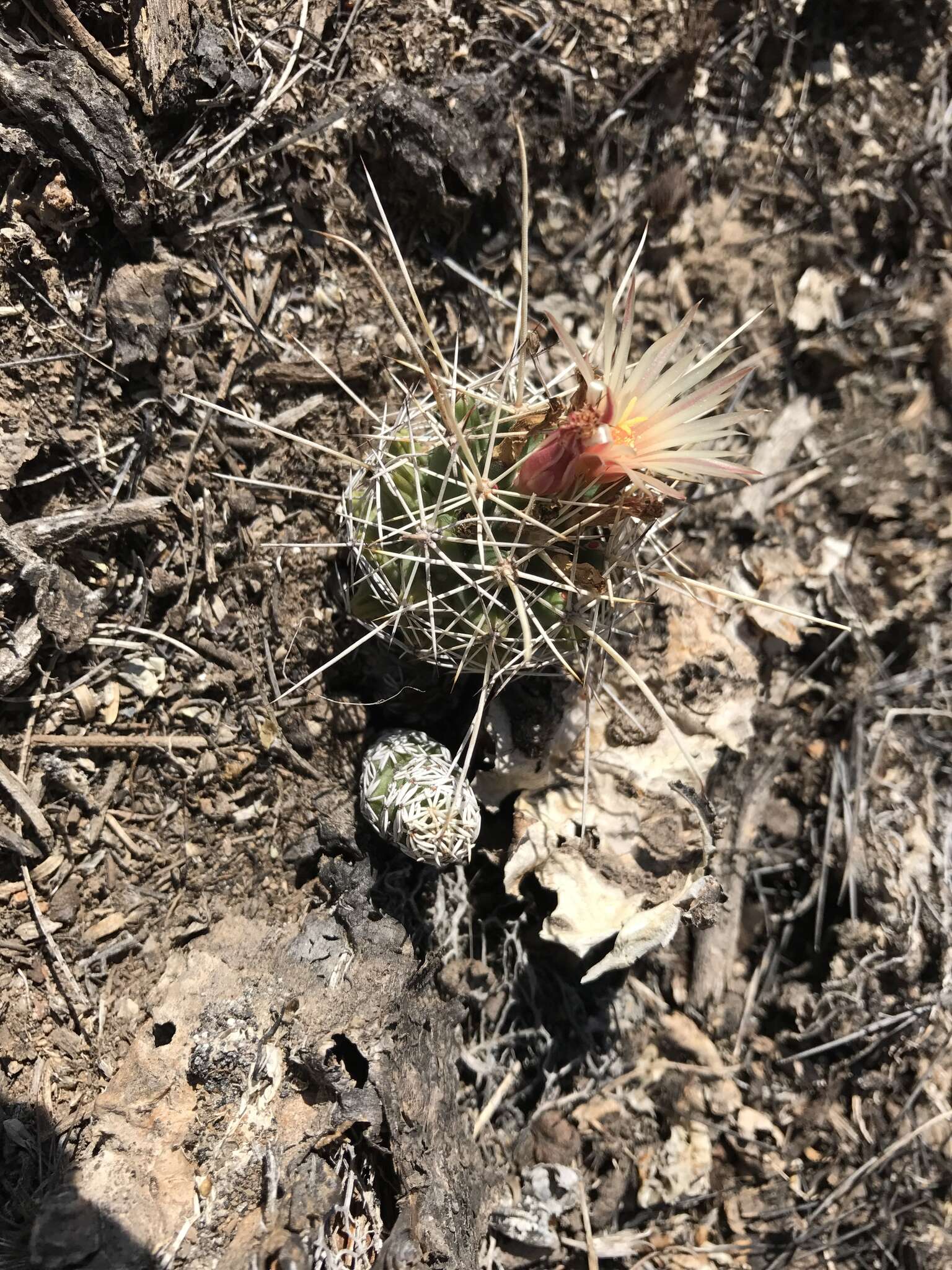 Image of Coryphantha clavata subsp. stipitata (Scheidw.) Dicht & A. Lüthy