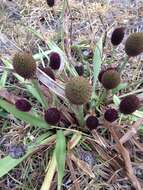 Image of Eryngium sanguisorba Cham. & Schltdl.