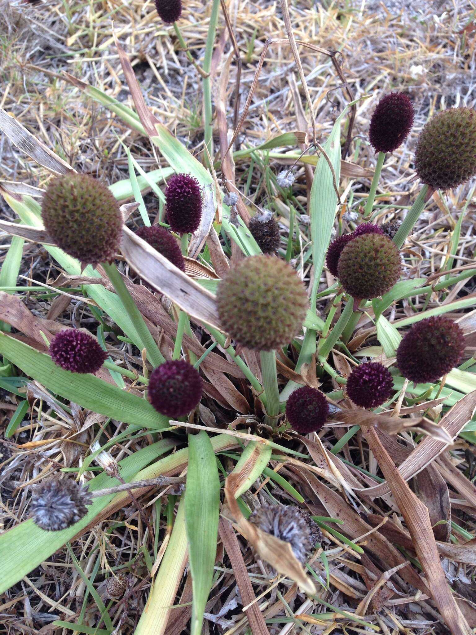 Image of Eryngium sanguisorba Cham. & Schltdl.