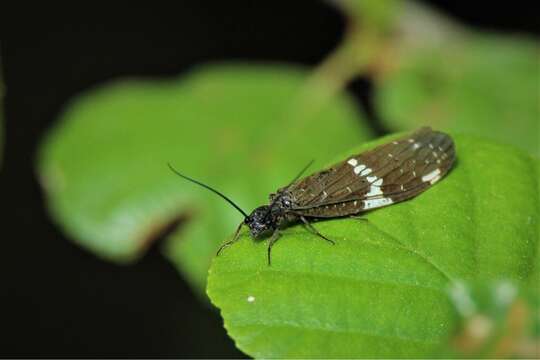 Image of Nigronia serricornis (Say ex Keating 1824)