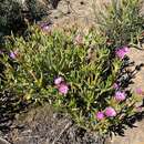 Image of Ruschia cedarbergensis L. Bol.