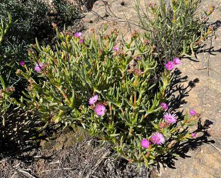 Ruschia cedarbergensis L. Bol. resmi