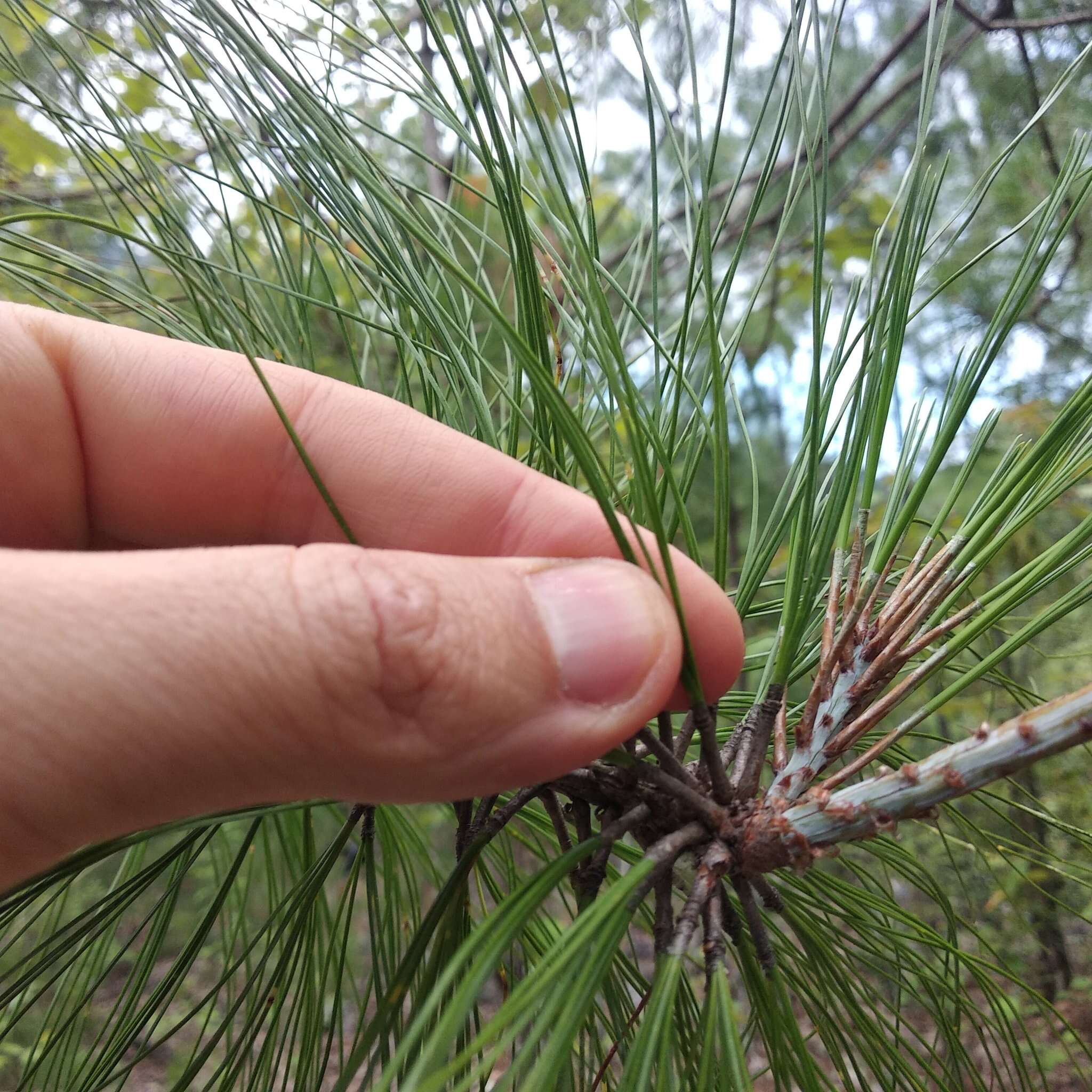 Image of Pinus pseudostrobus var. apulcensis (Lindl.) Shaw